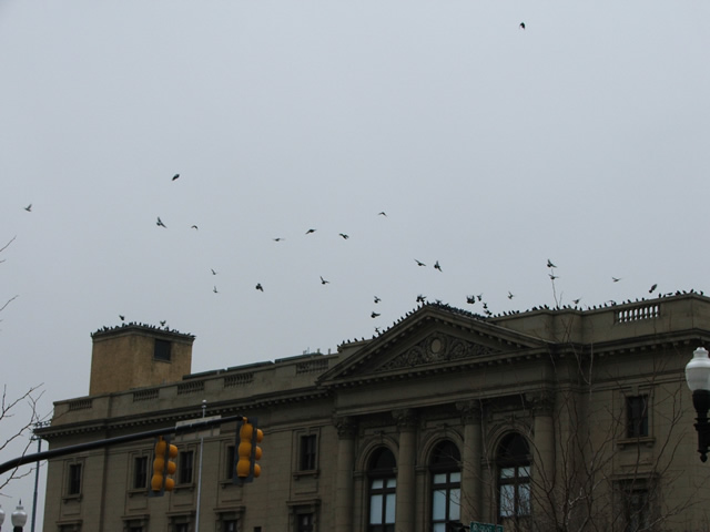 Allstate Bird and Animal Control, pigeon problem on roof